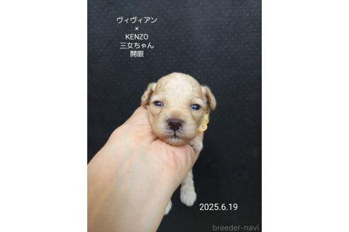 販売中の大阪府のタイニープードル-391720の4枚目