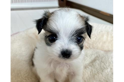 販売中の福岡県のミックス犬-387532の12枚目