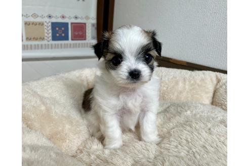 販売中の福岡県のミックス犬-387532の11枚目