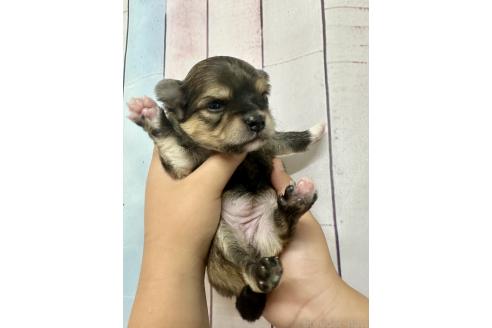 販売中の福岡県のミックス犬-394375の2枚目