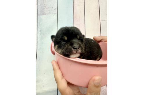 販売中の福岡県の豆柴-394376