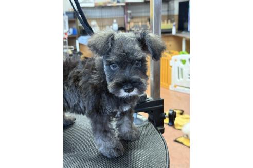 販売中の栃木県のミニチュアシュナウザー-394378の4枚目
