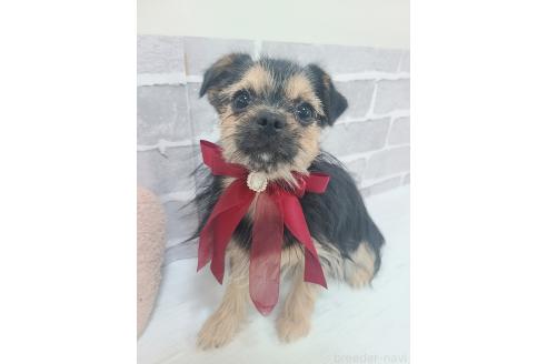 販売中の東京都のミックス犬-351063の4枚目