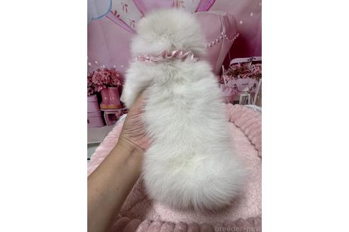 販売中の埼玉県のポメラニアン-394390の6枚目