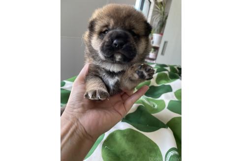 販売中の大阪府の柴犬-394391の4枚目