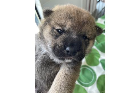 販売中の大阪府の柴犬-394391の3枚目