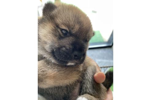 販売中の大阪府の柴犬-394391の2枚目