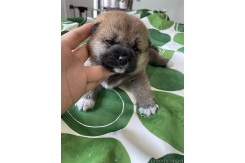 販売中の大阪府の柴犬-394392の7枚目
