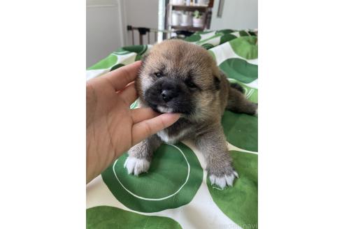 販売中の大阪府の柴犬-394392の6枚目