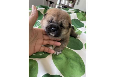 販売中の大阪府の柴犬-394392の5枚目