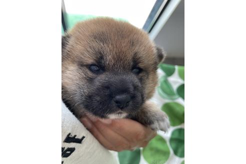 販売中の大阪府の柴犬-394392の4枚目
