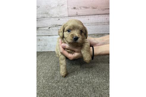 販売中の兵庫県のミックス犬-394393の1枚目