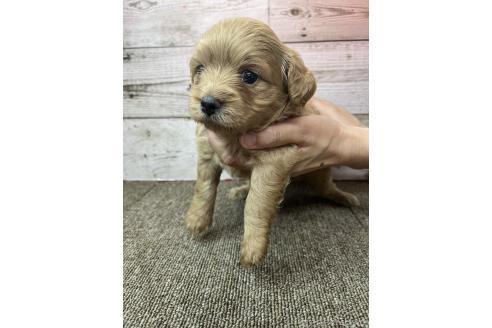 販売中の兵庫県のミックス犬-394393の5枚目