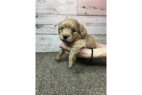 販売中の兵庫県のミックス犬-394393の4枚目