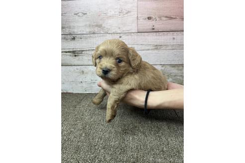 販売中の兵庫県のミックス犬-394393の2枚目