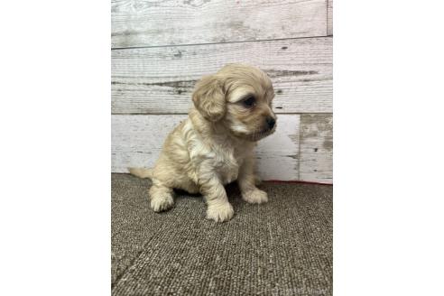 販売中の兵庫県のミックス犬-394394の7枚目