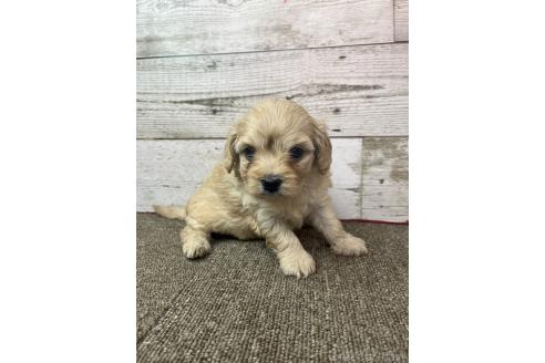 販売中の兵庫県のミックス犬-394394の6枚目
