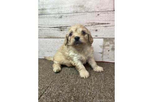 販売中の兵庫県のミックス犬-394394の5枚目