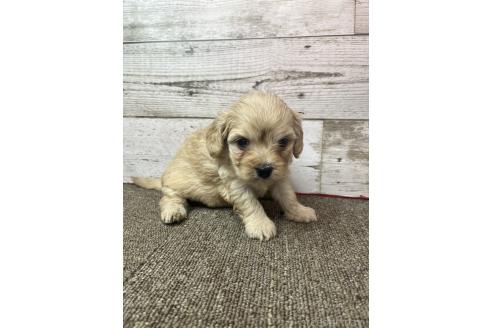 販売中の兵庫県のミックス犬-394394の4枚目