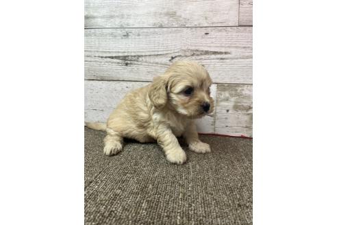 販売中の兵庫県のミックス犬-394394の3枚目