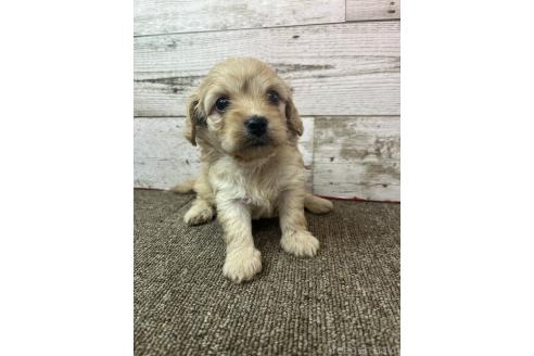 販売中の兵庫県のミックス犬-394394の2枚目