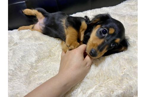 成約済の岐阜県のミニチュアダックスフンド(ロングヘアード)-381387の6枚目