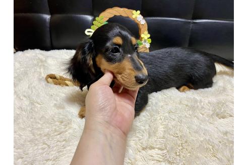 成約済の岐阜県のミニチュアダックスフンド(ロングヘアード)-381387の4枚目