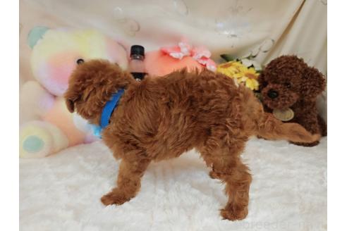 販売中の岐阜県のタイニープードル-394220の6枚目