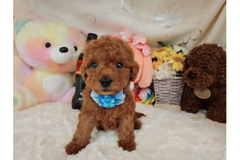 販売中の岐阜県のタイニープードル-394220の3枚目