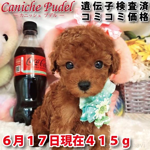 販売中の岐阜県のタイニープードル-394221