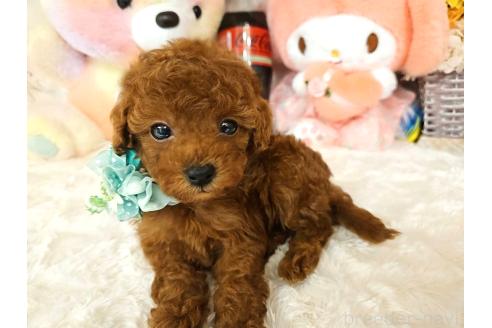販売中の岐阜県のタイニープードル-394221の8枚目