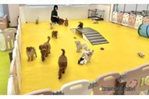 販売中の神奈川県のチワックス:チワワ×ミニチュアダックスフンド-394308の3枚目