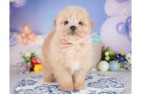 販売中の栃木県のミックス犬-394366