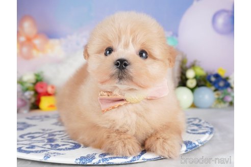 販売中の栃木県のミックス犬-394366の9枚目