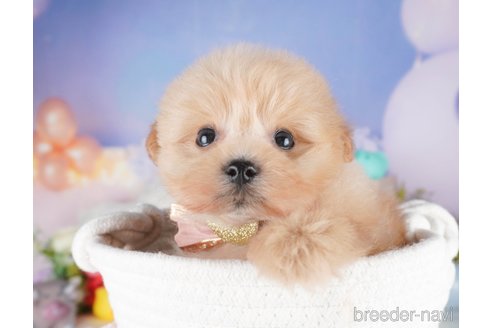 販売中の栃木県のミックス犬-394366の8枚目