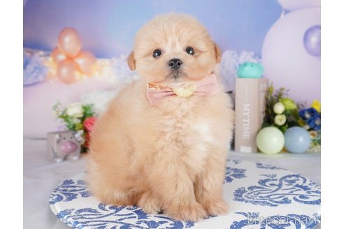 販売中の栃木県のミックス犬-394366の7枚目