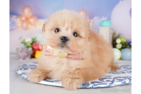 販売中の栃木県のミックス犬-394366の6枚目