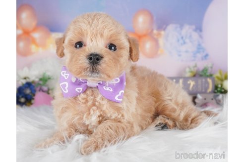 販売中の栃木県のミックス犬-394370の11枚目