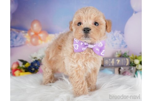 販売中の栃木県のミックス犬-394370の10枚目