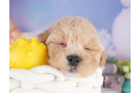 販売中の栃木県のミックス犬-394370の8枚目