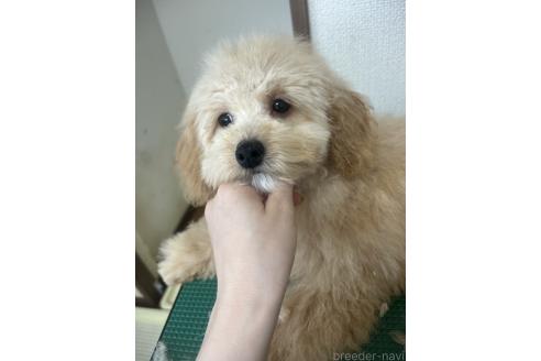 成約済の大阪府のトイプードル-376269の2枚目
