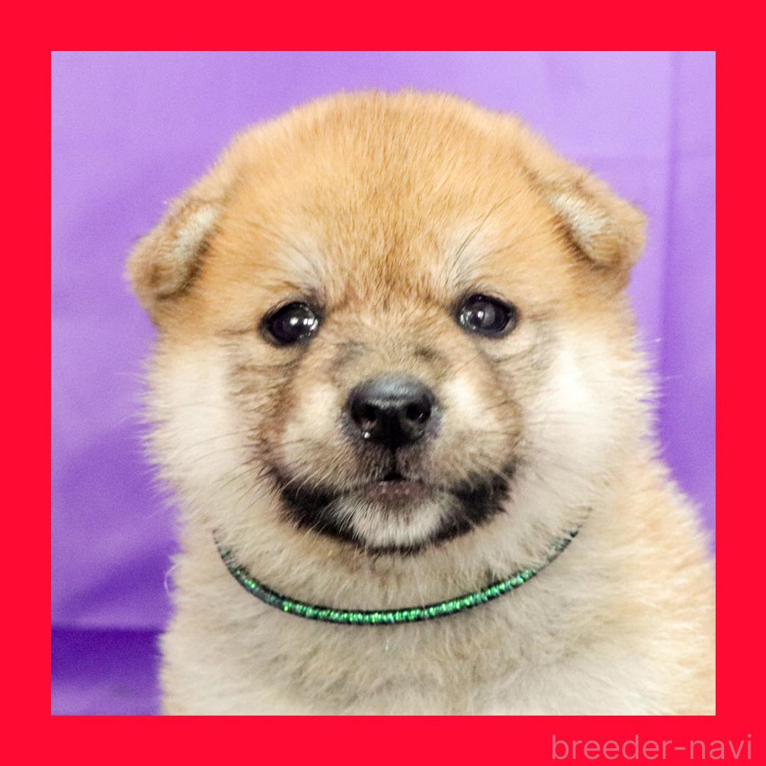 販売中の愛知県の柴犬-394397