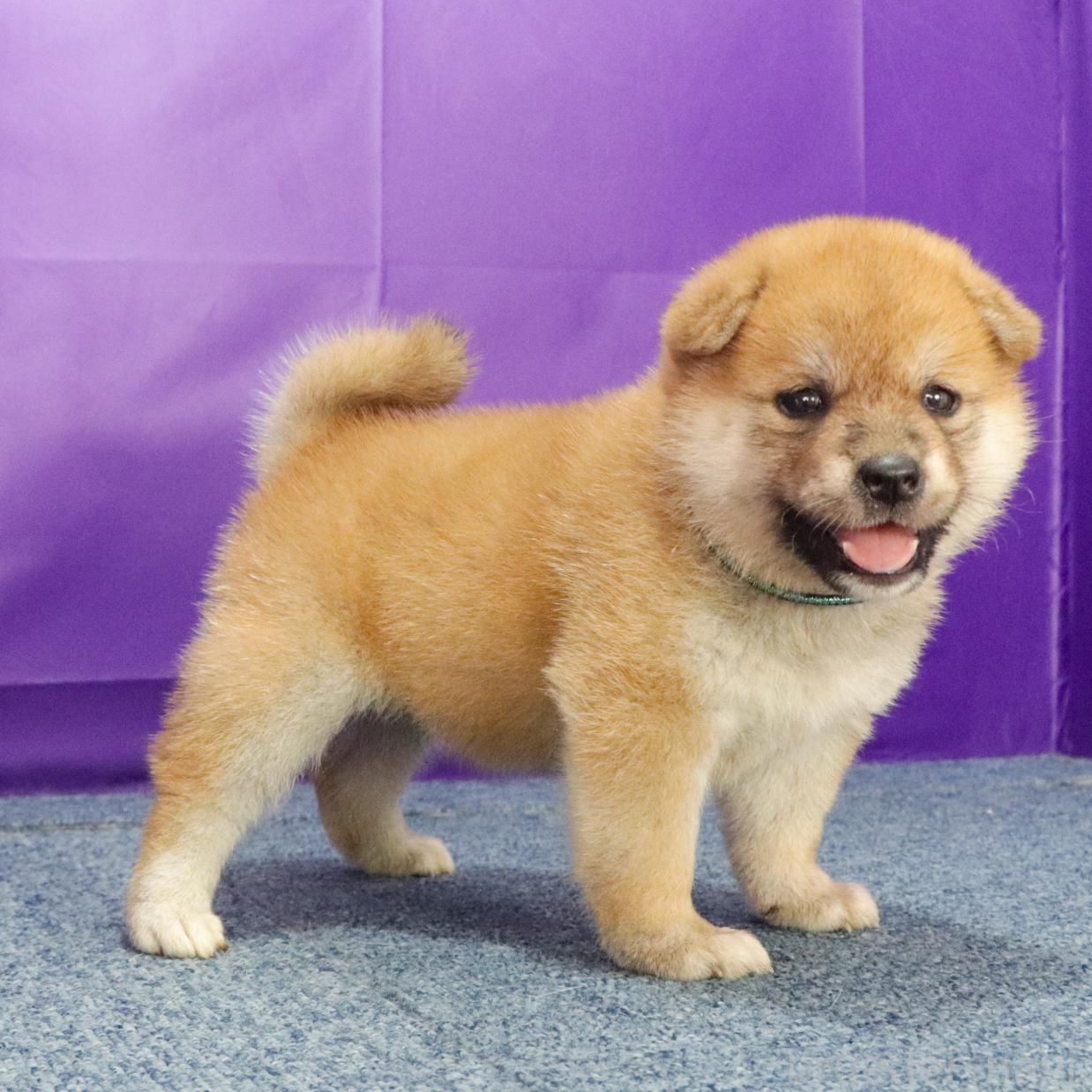 販売中の愛知県の柴犬-394397の2枚目