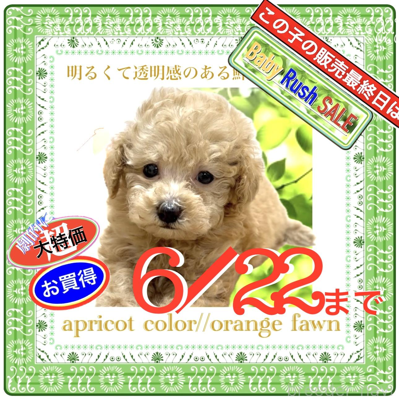 販売中の大阪府のタイニープードル-393627