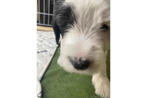 販売中の大分県のミックス犬-394430の5枚目