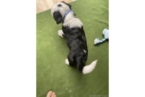 販売中の大分県のミックス犬-394430の3枚目