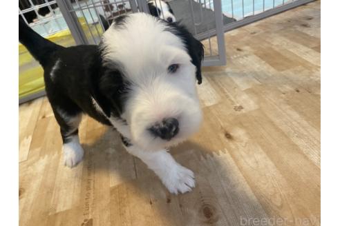 販売中の大分県のミックス犬-394430の2枚目