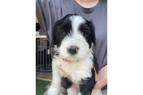 販売中の大分県のミックス犬-394437の5枚目