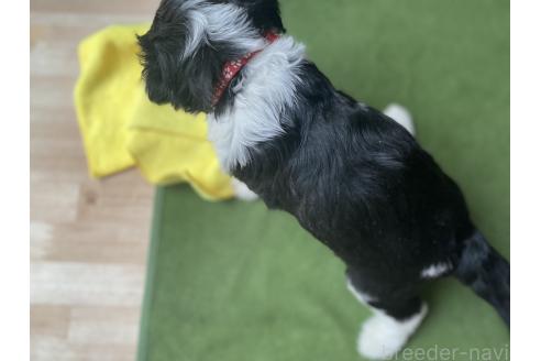 販売中の大分県のミックス犬-394437の4枚目