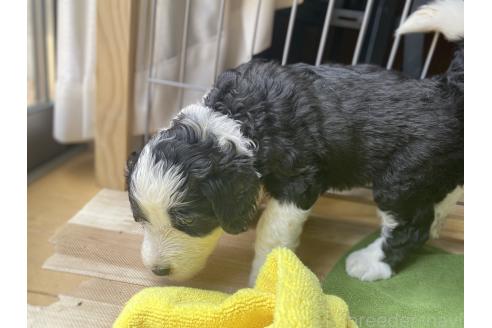 販売中の大分県のミックス犬-394437の3枚目